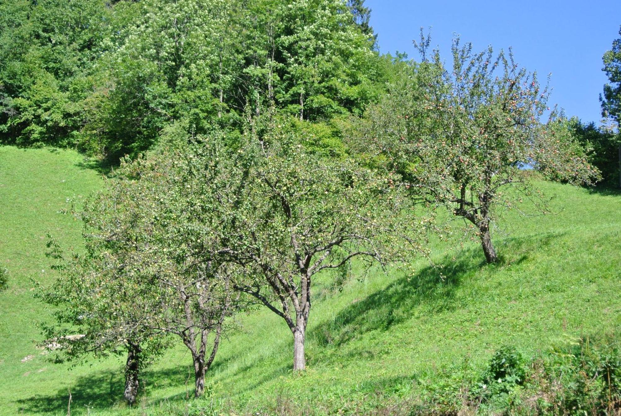 Apartments Tourist Farm Storman With Ev Ch-Station Tržič المظهر الخارجي الصورة